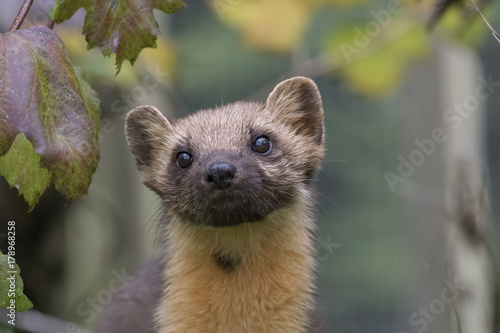 Canvas Print pine martin close up portrait