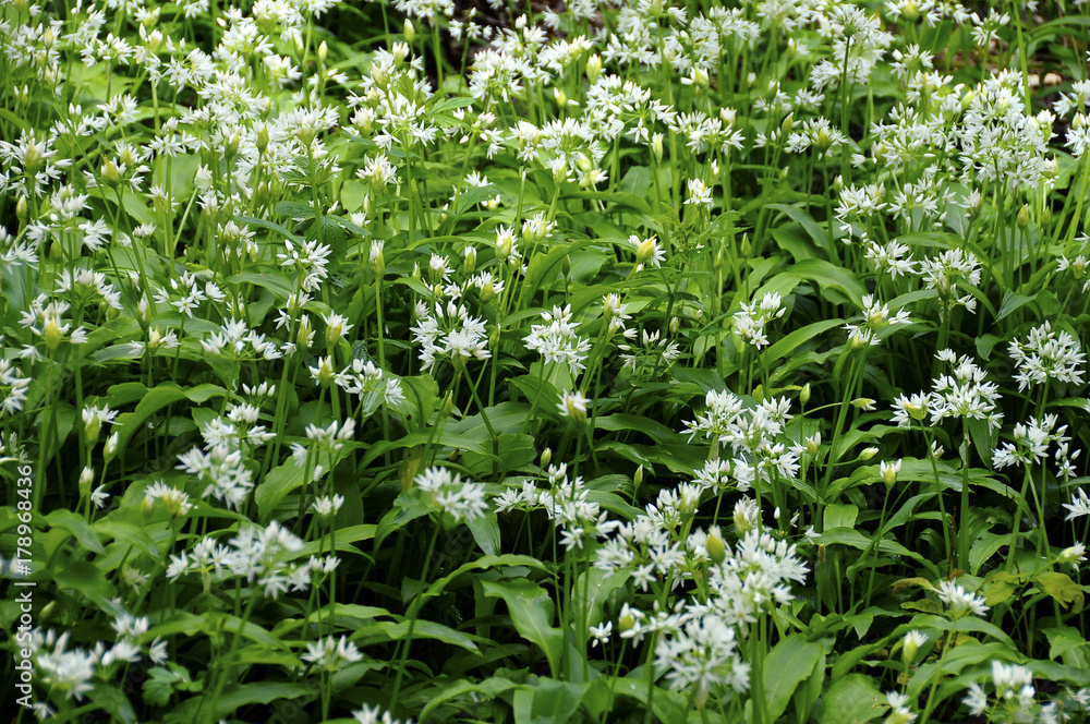 Wild garlic flowers Wild garlic flowers