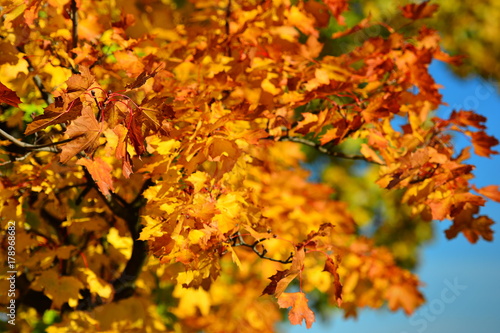 Autumn oak branch.