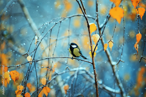 portrait of a blue tit sits in the Park on a branch among bright autumn folia...