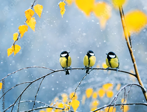 three lovely birds Tits in the Park sitting on a branch among bright autumn f...