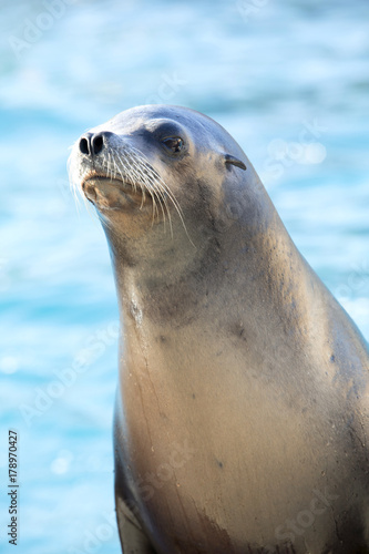 Portrait of a californian sea lion