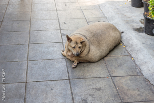 肥満・犬・健康・かわいい・デブ犬