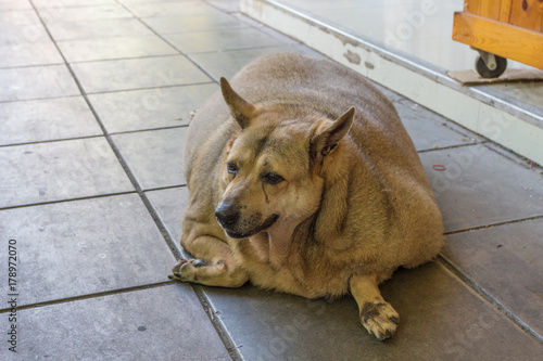 肥満 犬 健康 かわいい デブ犬 Stock Photo Adobe Stock