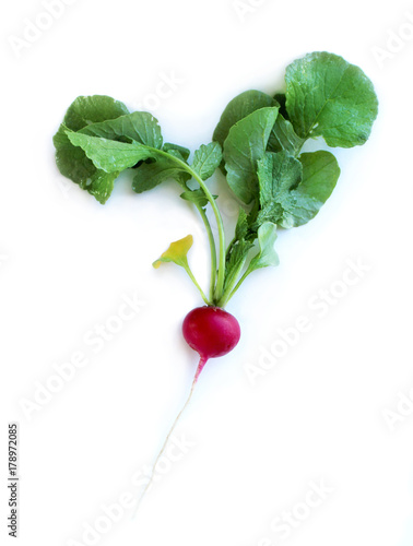 Radish