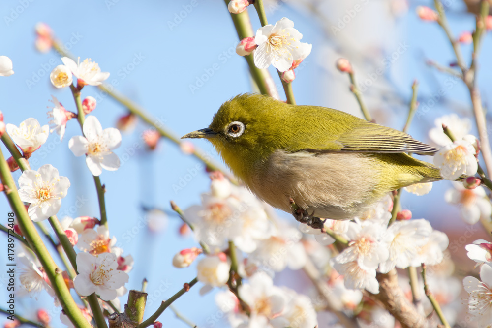 メジロと梅の花