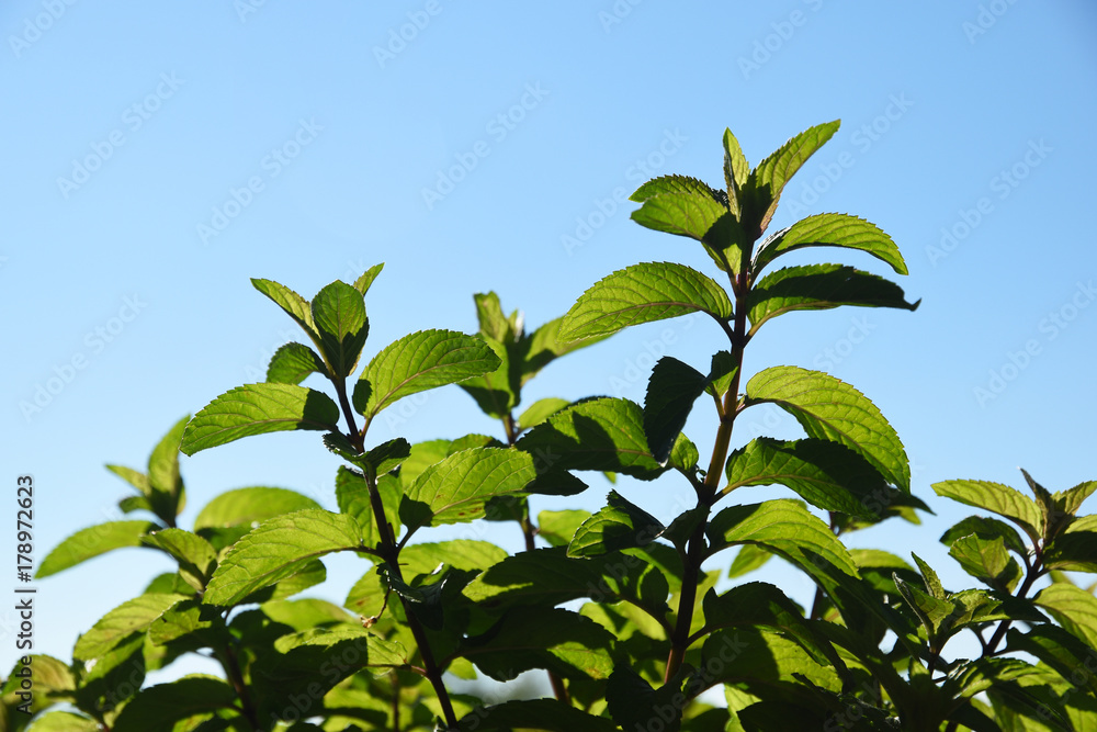 Green fresh mint (mentha) herb growing outside. Mint leaves on light background with copy space