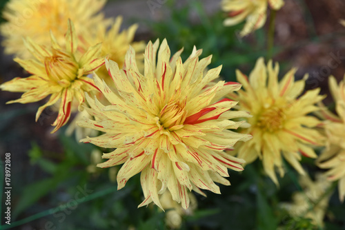 Dahlia jaune en   t   au jardin