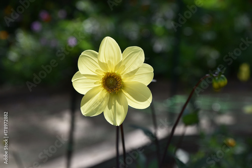 Fototapeta Naklejka Na Ścianę i Meble -  Dahlia jaune en été au jardin