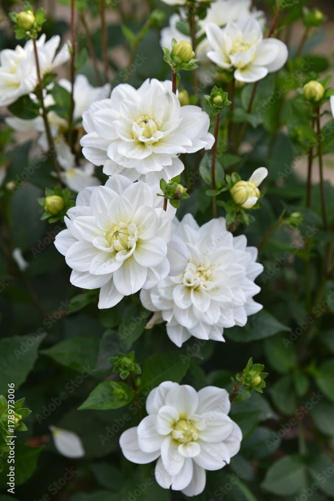 Dahlia blanc en été au jardin Stock Photo | Adobe Stock
