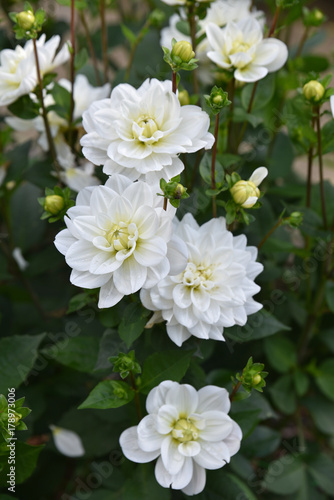 Fototapeta Naklejka Na Ścianę i Meble -  Dahlia blanc en été au jardin