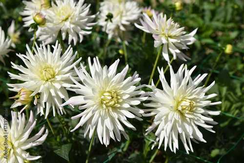 Fototapeta Naklejka Na Ścianę i Meble -  Dahlia cactus blanc en été au jardin