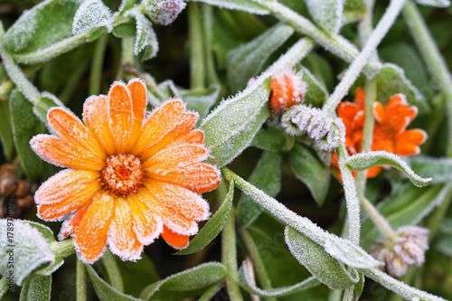 Картината върху платно A bright orange calendula flower against a background of green leaves is covered with hoarfrost at the beginning of winter, close-up