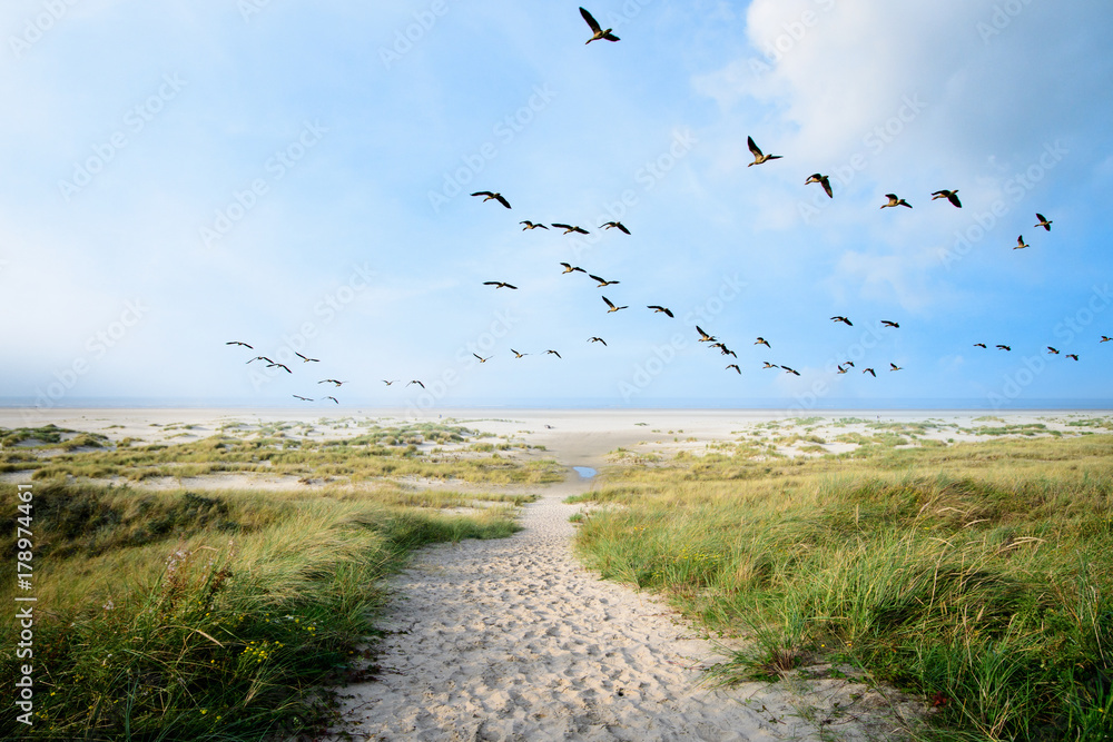 Obraz premium Langeoog, mucha, wolność, wakacje, relaks: dzikie gęsi na wybrzeżu Bałtyku :)