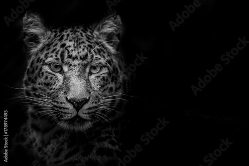Leopard Out of the Darkness