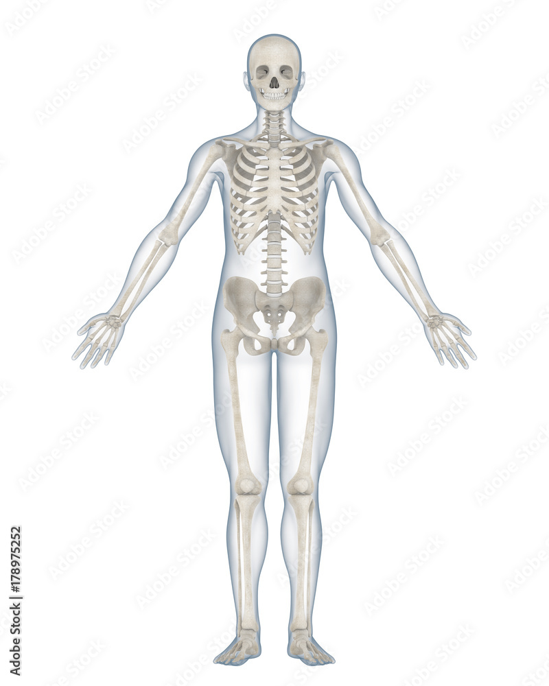 Human Skeleton Anatomy Isolated