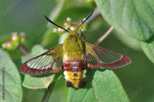 Schmetterling Hummelschwärmer photo