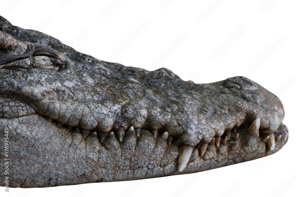Obraz premium head crocodile isolated on white background - clipping paths