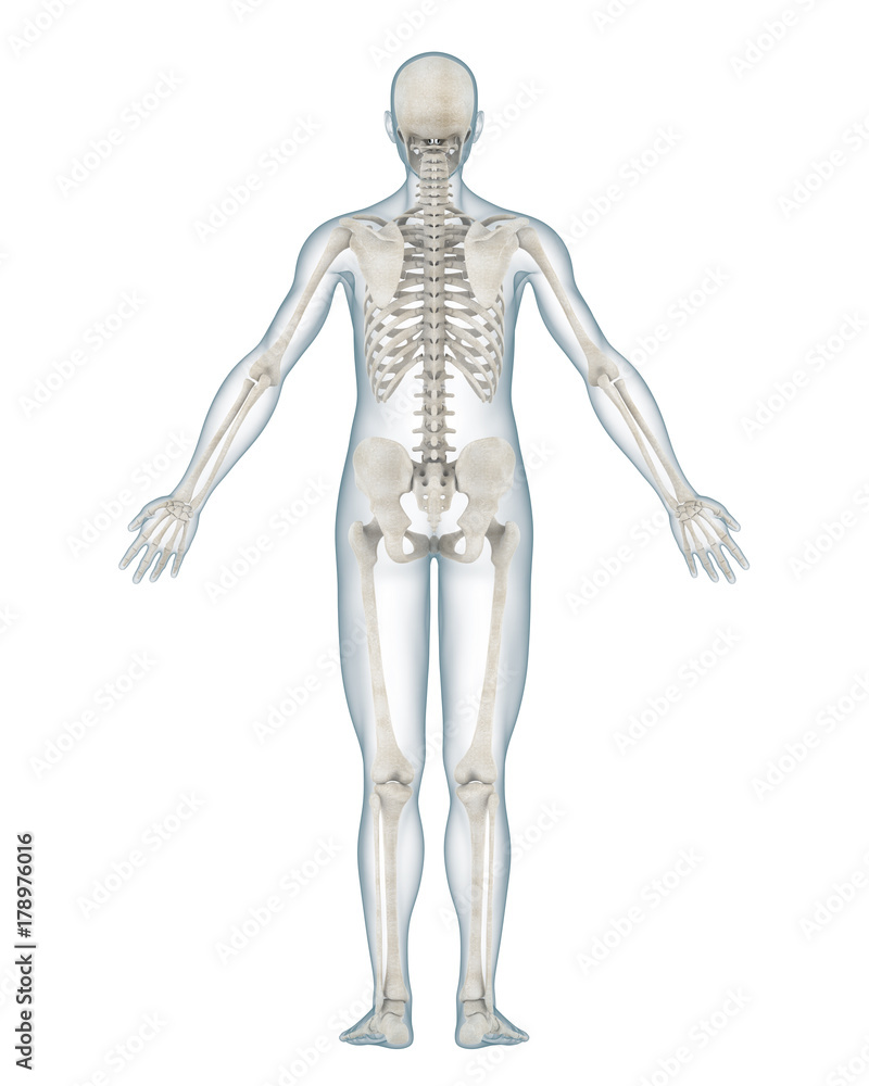 Human Skeleton Anatomy Isolated