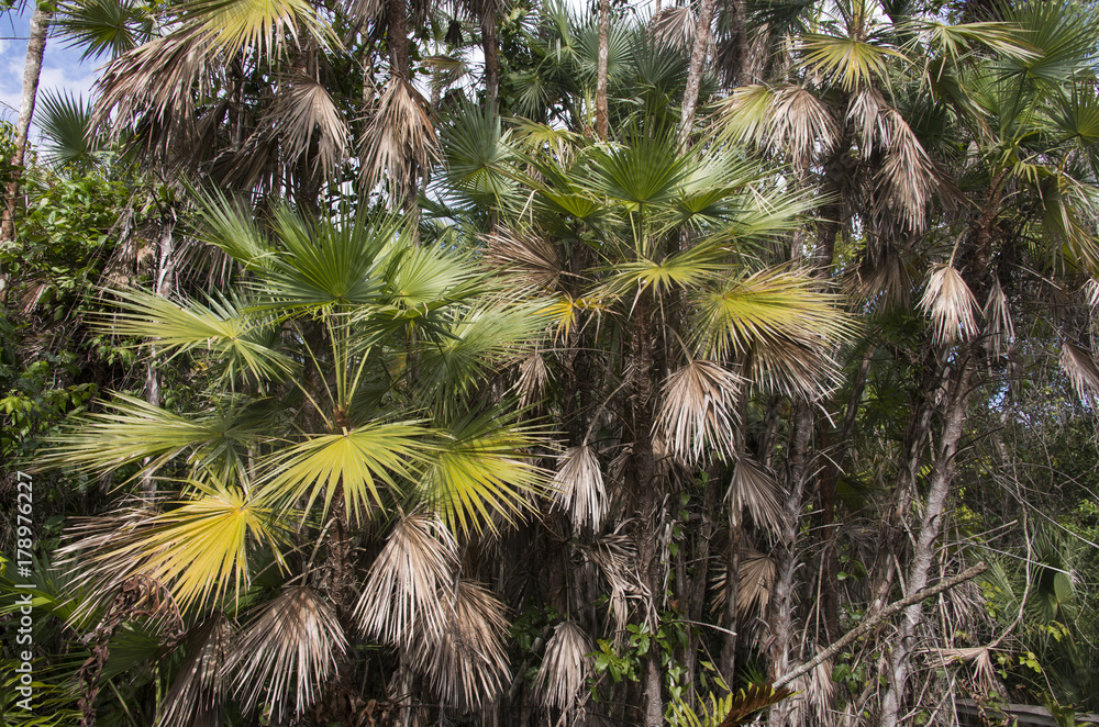 Fototapeta premium Palmier des Everglades, Acoelorrhaphe wrightii, Parc national des Everglades, Floride, Etats Unis