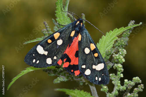 Schmetterling Schönbär photo