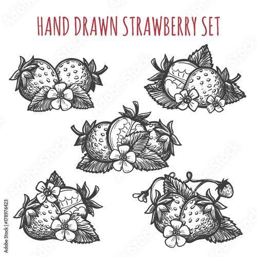 Hand drawn strawberry vector illustration. Fruit dessert drawing sketch