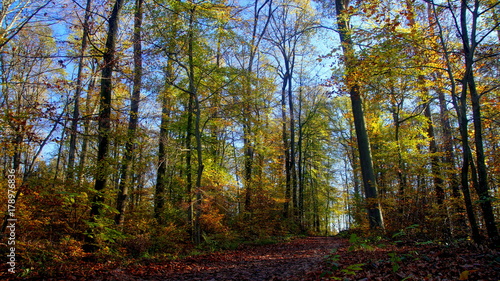 sonniger Herbstwald mit Laub auf Waldweg