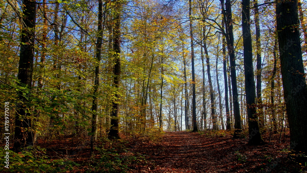 sonniger Herbstwald mit Laub auf Waldweg