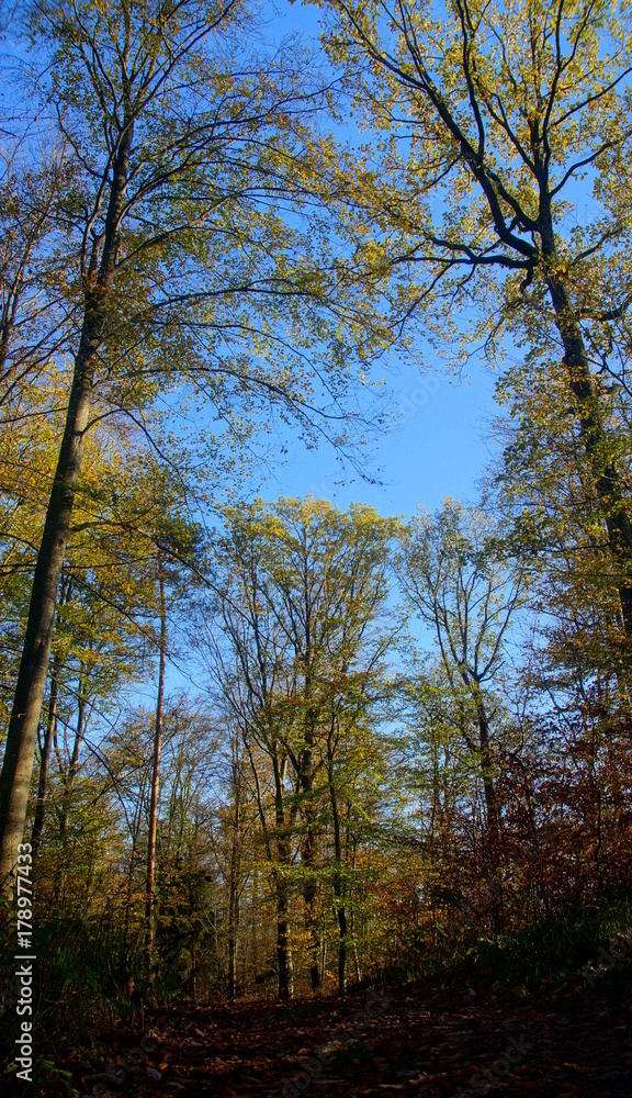 vertikaler Blick im herbstlichen Laubwald vor blauem Himmel vertikaler Blick im herbstlichen Laubwald vor blauem Himmel