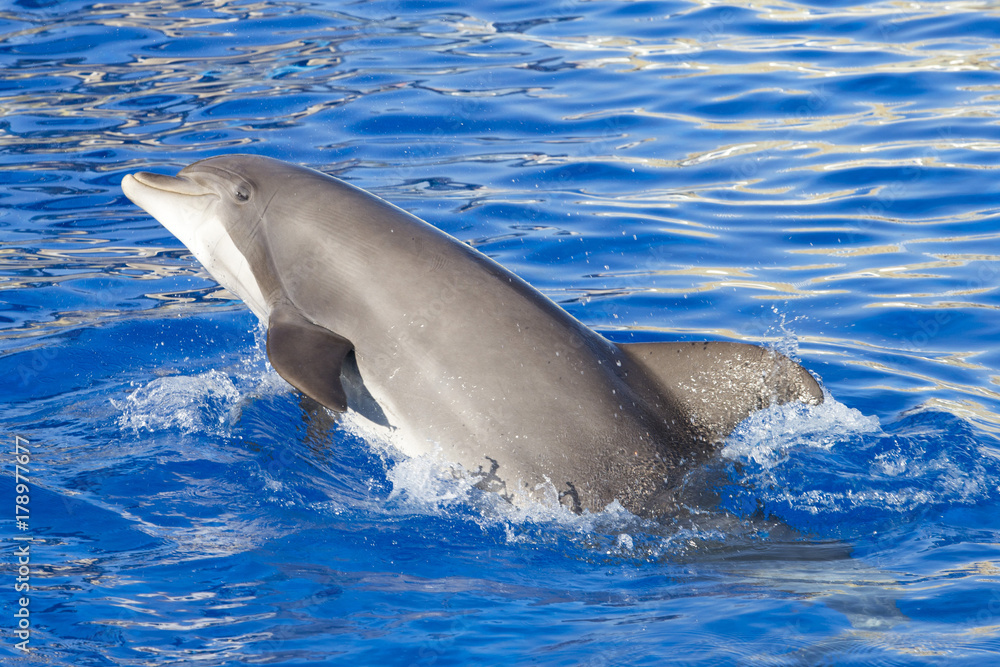 Fototapeta premium Portrait of a bottlenose dolphin