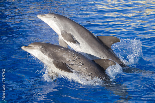 Two bottlenose dolphins jumping