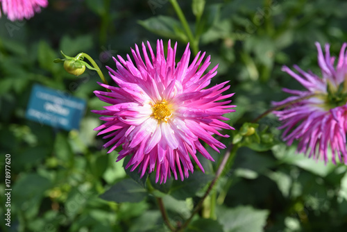 Fototapeta Naklejka Na Ścianę i Meble -  Dahlia cactus rose en été au jardin