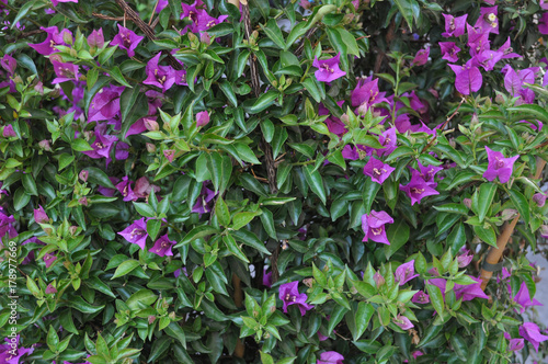 flowers and plants background