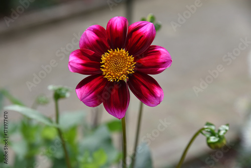Fototapeta Naklejka Na Ścianę i Meble -  Dahlia rouge au jardin en été