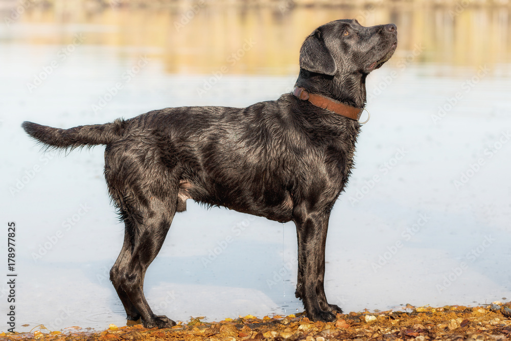 Black Labrador Retriever stands by the water Black Labrador Retriever stands by the water