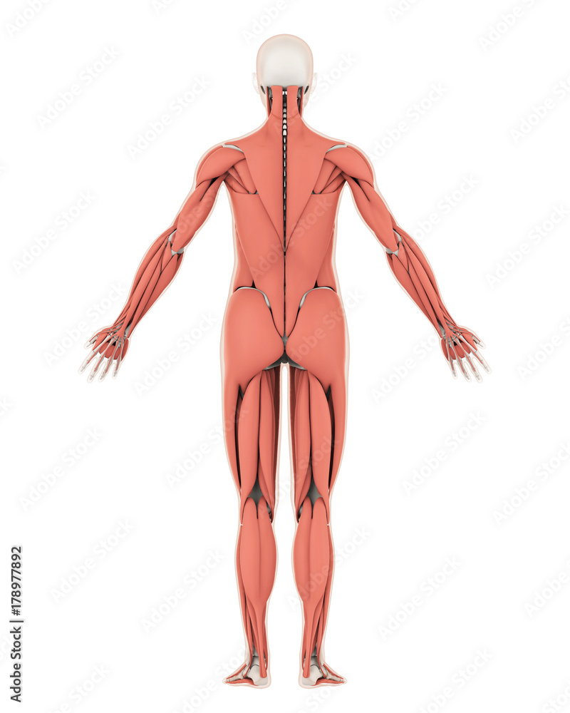 Human Skeleton and Muscle Anatomy Isolated