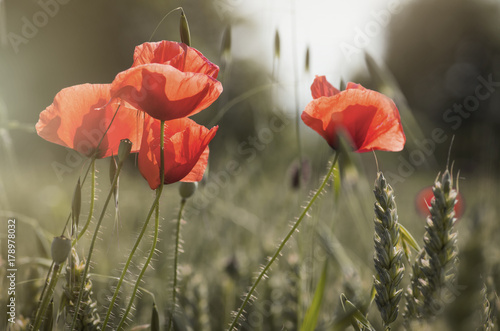 Fototapeta Naklejka Na Ścianę i Meble -  poppies and whea