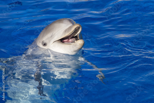 Fotografie Portrait of a bottlenose dolphin