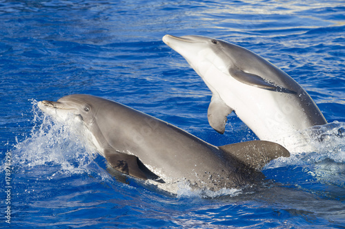 Fotótapéta Two bottlenose dolphins jumping