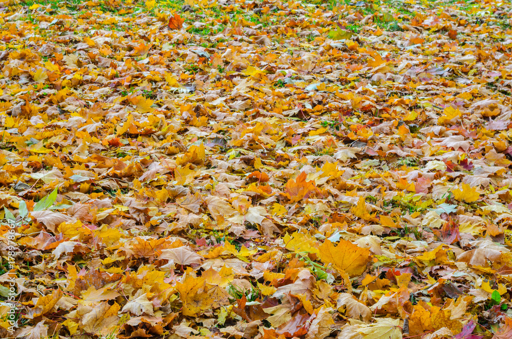 Fallen autumn leaves background. Colorful backround image of fallen autumn leaves perfect for seasonal use Fallen autumn leaves background. Colorful backround image of fallen autumn leaves perfect for seasonal use