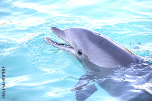 Portrait of a bottlenose dolphin