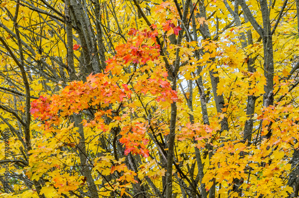 Branches of trees in an autumn park. Seasonal background Branches of trees in an autumn park. Seasonal background