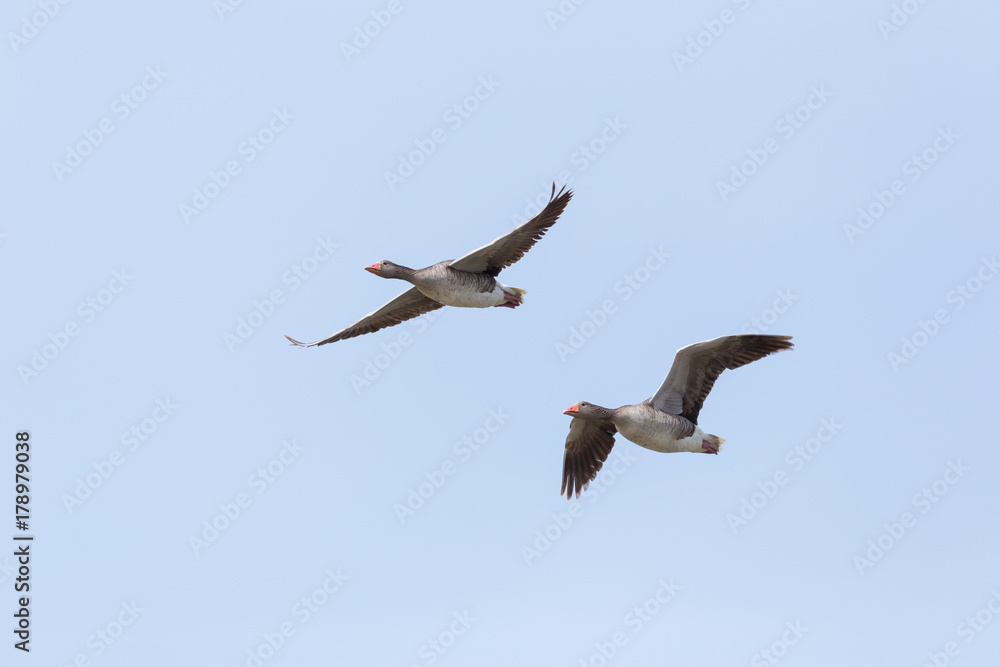 portrait of two flying gray geese (anser anser) in blue sky portrait of two flying gray geese (anser anser) in blue sky