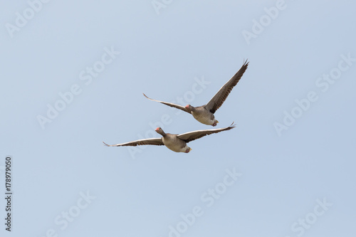 portrait of two flying gray geese (anser anser) in blue sky