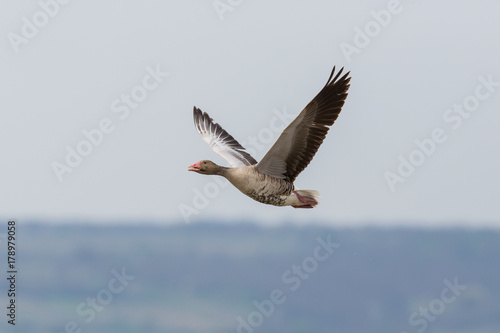 portrait of flying gray goose (anser anser) overland with sky © Pascal Halder