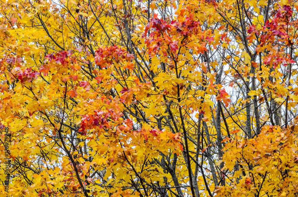 Branches of trees in an autumn park. Seasonal background Branches of trees in an autumn park. Seasonal background