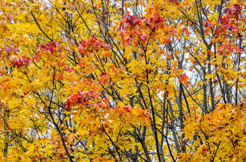Branches of trees in an autumn park. Seasonal background