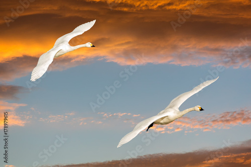 Pair of Beswick's swan flying in harmony at sunset photo