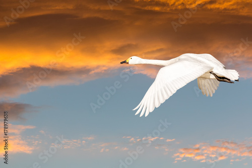 Beswick's swan in flight at sunset photo
