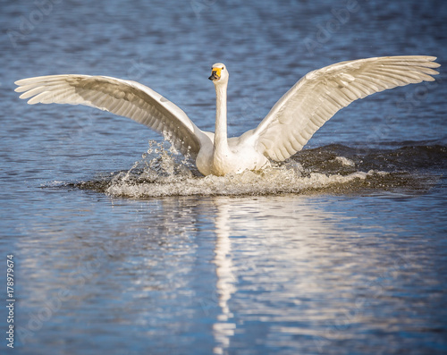 Beswick's swan landing on lake photo